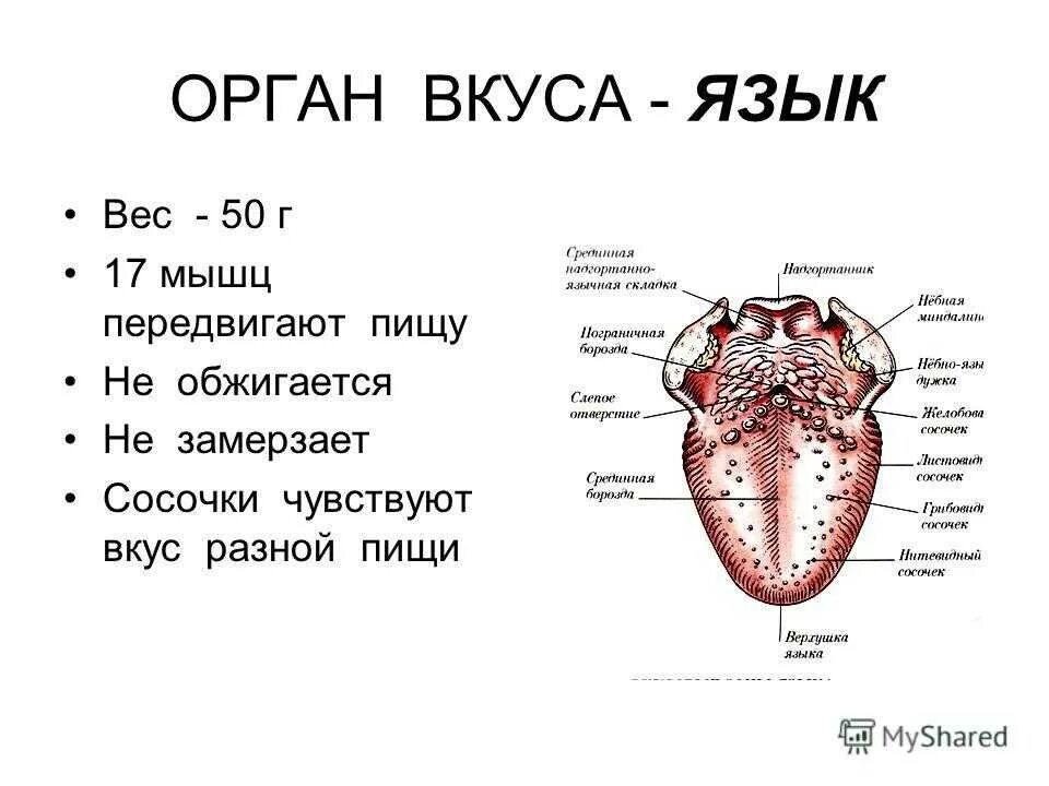 Язык насколько. Строение органа вкуса анатомия. Орган вкуса строение биология. Строение органа вкуса рисунок.