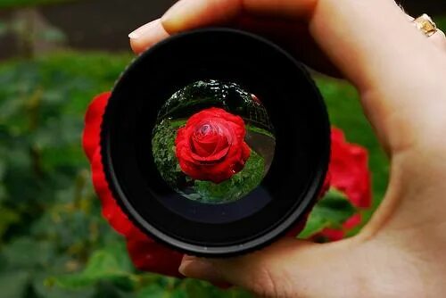 Цветочек на камере. Цветочек на камере. Фотоаппарат картинка. Фотик в цветах. Фотоаппарат на красивом фоне.