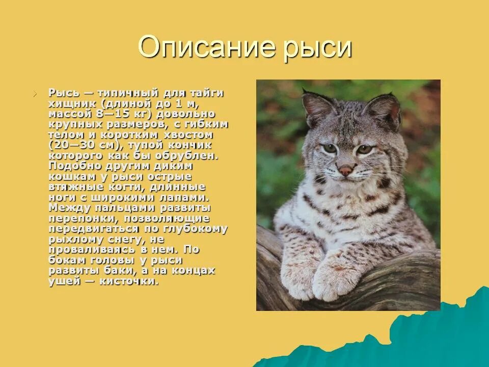 Содержание рыси. Рысь в тайге описание. Рассказ о рыси. Описание рыси для 4 класса. Доклад про Рысь.