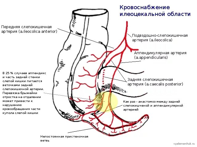 Слепая кишка стенки. Слепая кишка и аппендикс кровоснабжение иннервация. Слепая кишка иннервация. Сосуды брыжейки аппендикса. Артерия брыжейки червеобразного отростка.