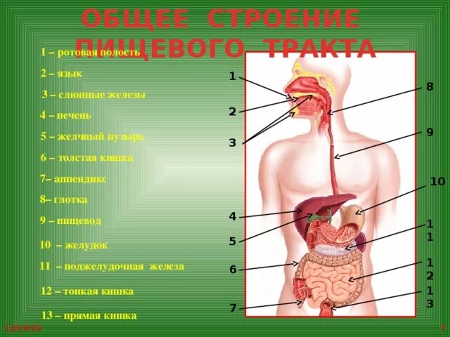 Где начинает перевариваться. Как переваривается еда. Желудок переваривает пищу. Процесс прохождения пищи. Пищеварение по времени.