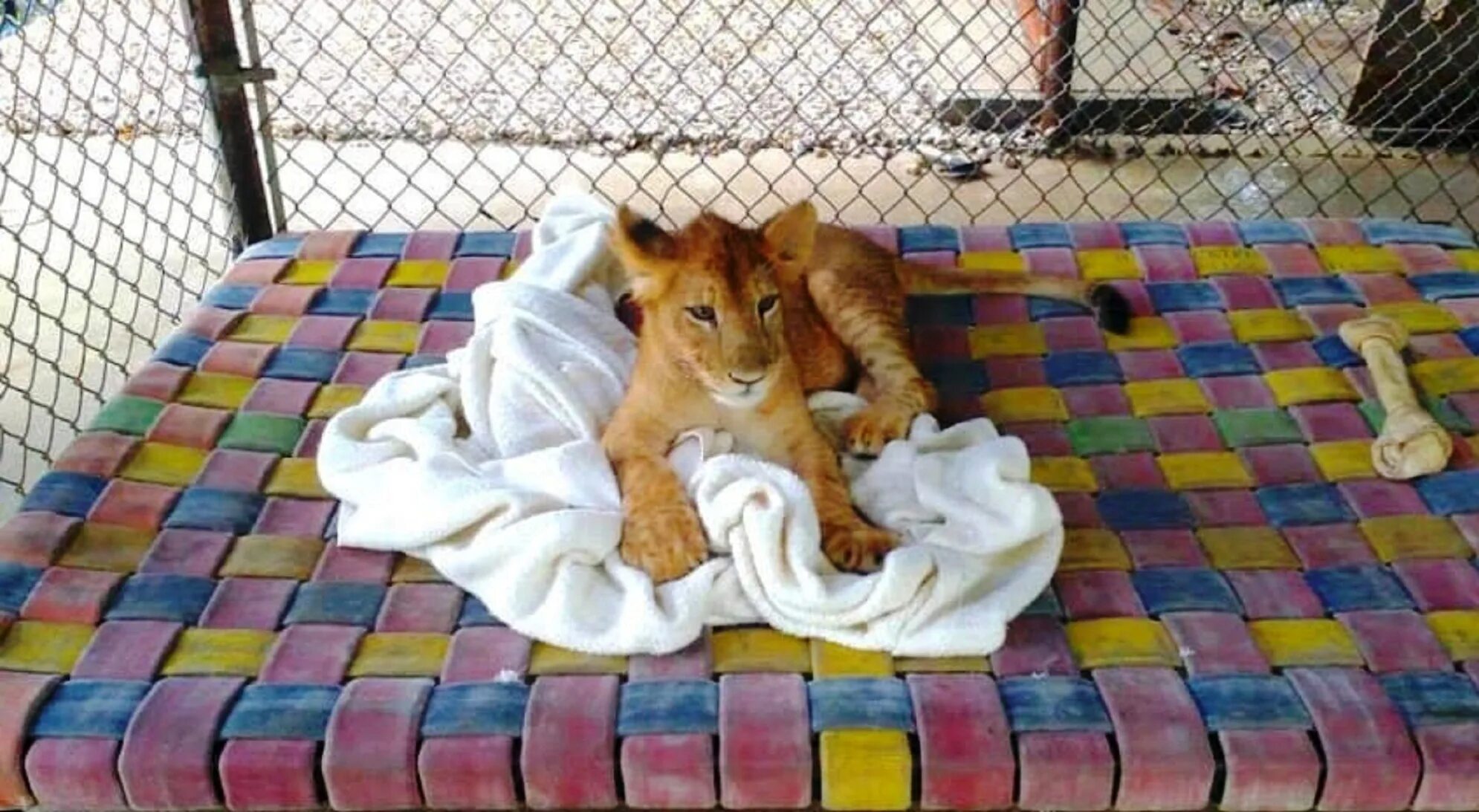 Тяжело в неволе жить. Лев Ламберт и одеяло. Львенок под одеялом. Львенок в одеяле. Одеяло со львом.