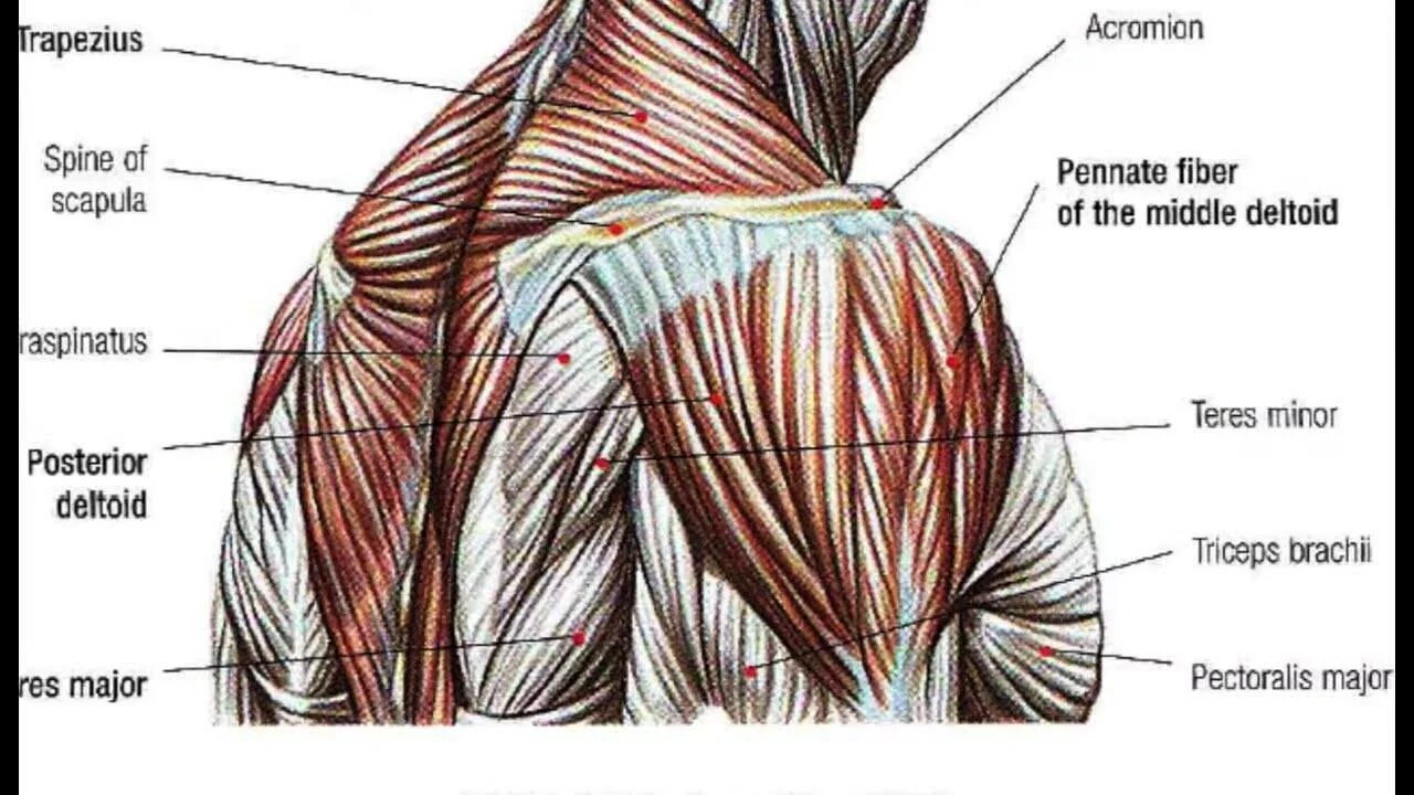 Упражнения на средний пучок. Сухожилие дельтовидной мышцы плеча. Боль дельтовидной мышцы плеча. Пучки дельтовидных мышц. Болит средний пучок дельтовидной мышцы.