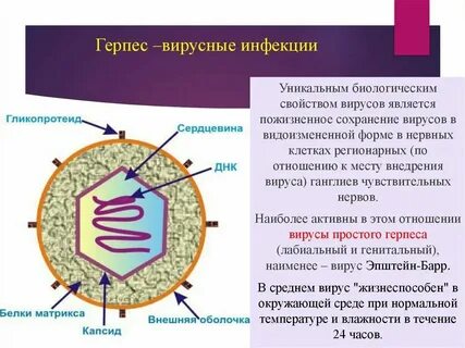 Выявление вируса герпеса
