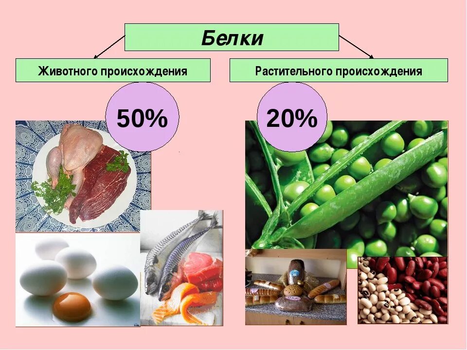 Соотношение жиров растительного и животного. Растительные и животные белк.. Белок растительного происхождения. Растительный белок и животный белок. Источники белка растительного происхождения.