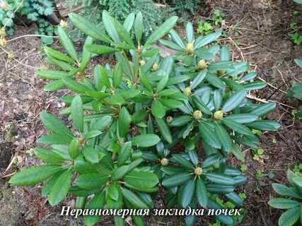 Рододендрон после