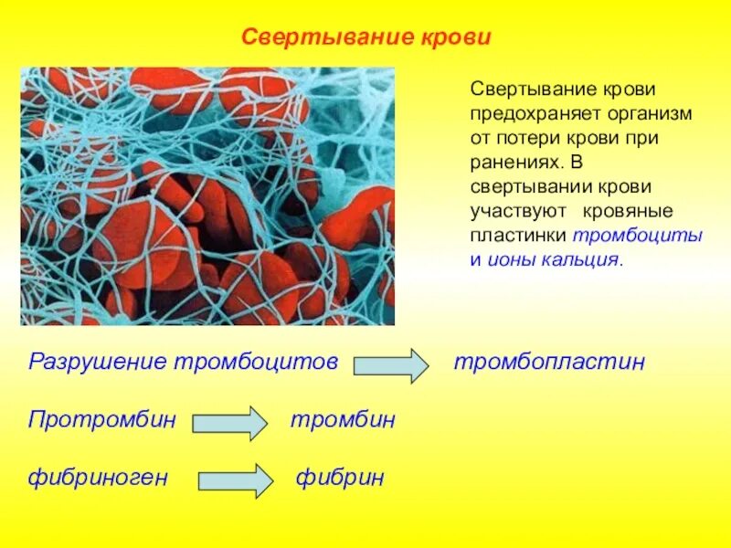 Фибрин функция белка