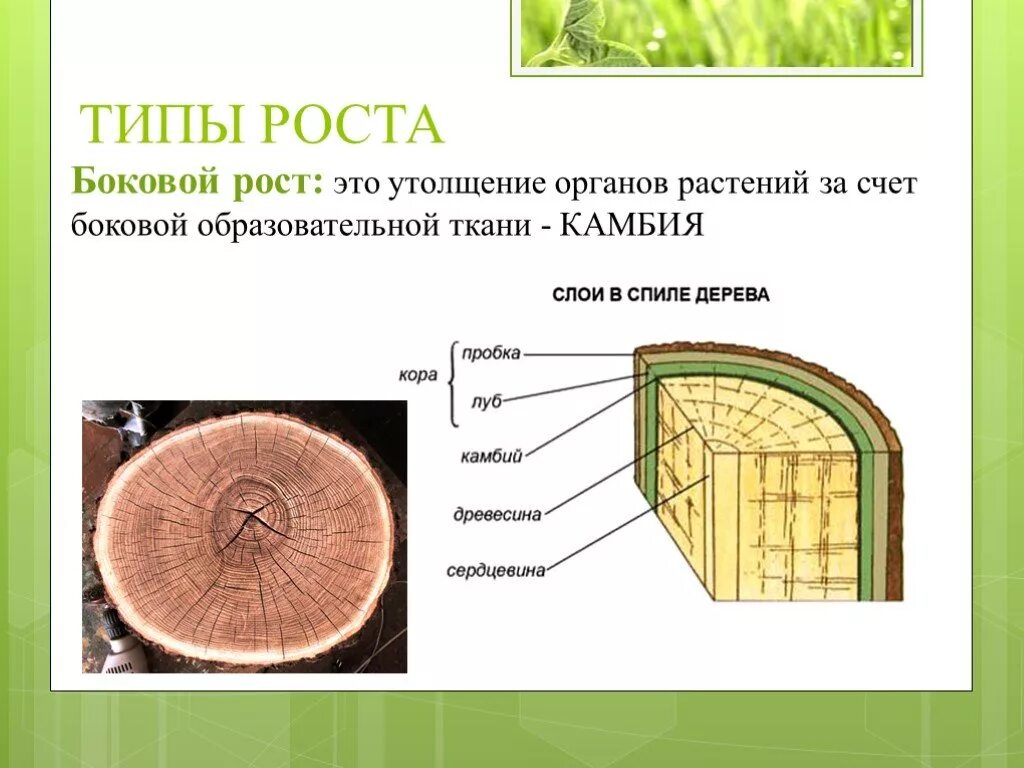 В чем особенность роста у растений. Типы роста растений. Типы роста растений с примерами. Рост стебля в толщину. Образовательная ткань растений камбий.