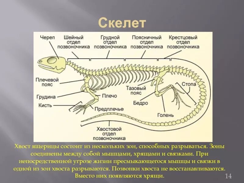 Скелет ящерицы. Строение скелета ящерицы. Анатомия рептилий. Скелет ящерицы с подписями. Шейный отдел пресмыкающихся состоит из