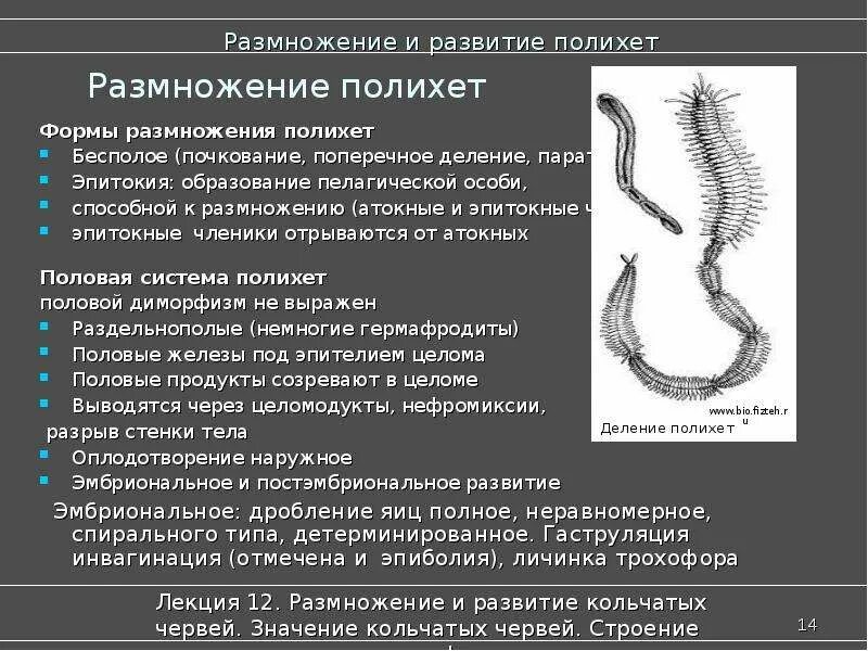 Эпитокия полихет. Поперечное деление кольчатых червей. Половая система многощетинковых кольчатых червей. Половая система полихет. Тело червей разделено на