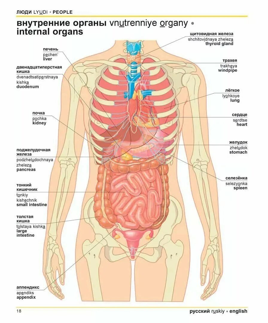 Фото анатомии человека женщин внутренних органов. Анатомия строения человека внутренние органы. Строение человека внутренние органы рисунок. Строение органов человека спереди. Скелет человека органы расположение.