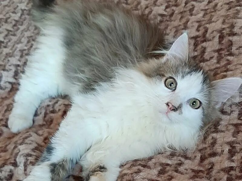 авито коты курск. питомник сибирских кошек ярославль. котята в железногорске курской. скоттиш фолд шоколадный. шоколадный вислоухий кот.