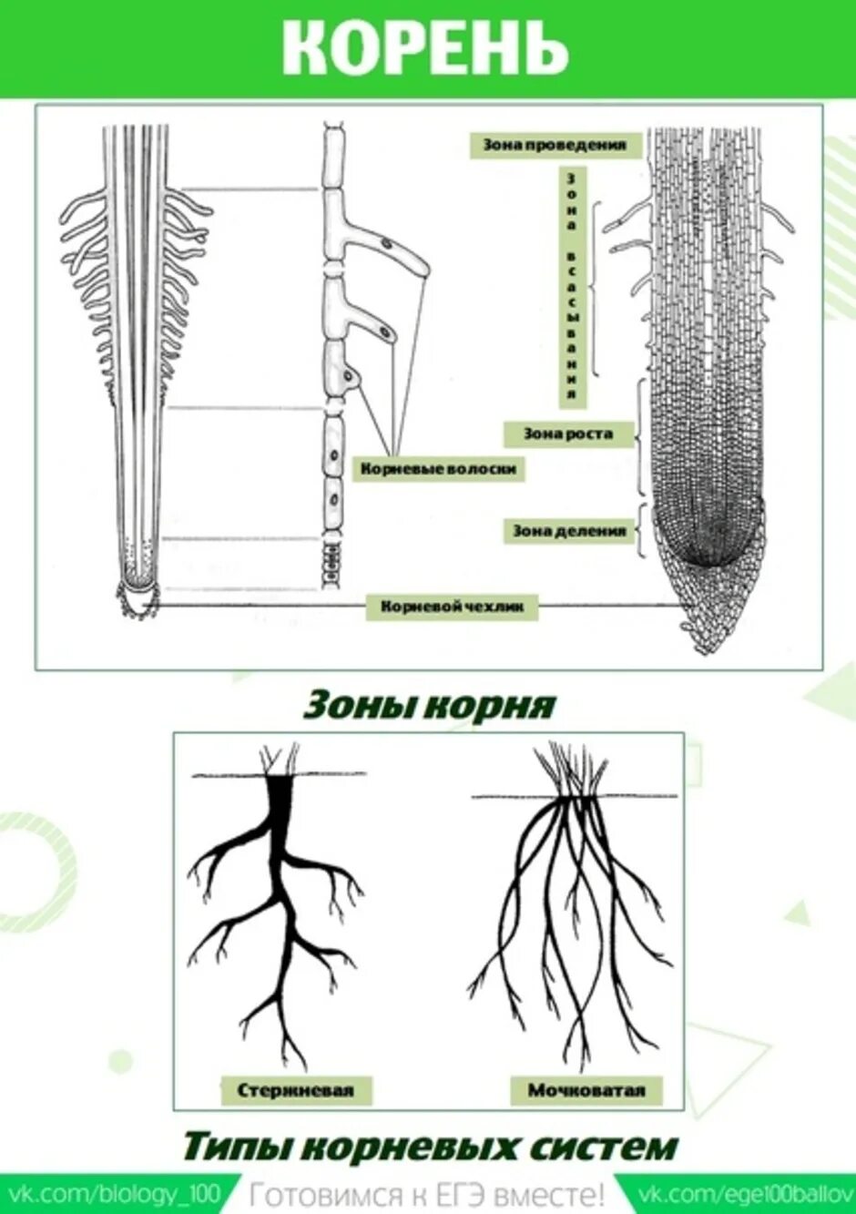 Зоны корня рисунок
