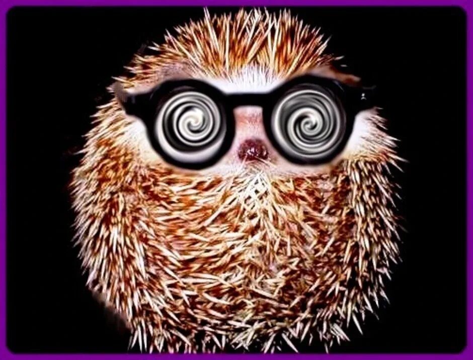 Еж в очках. Ежик в очках. Ежик в очках. Ёжик с очками. Еж азуки.