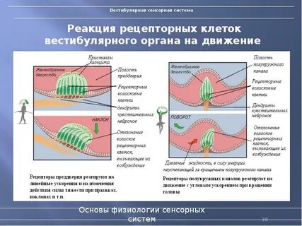 Рецепторы воспринимающие изменения положения тела