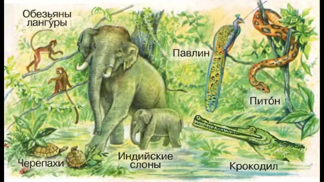 Где живет южный слон. О животных тропического леса 1 класс. Животные саванны тропических лесов слоны. Тропические леса окружающий мир 2. Слоны в тропическом лесу.