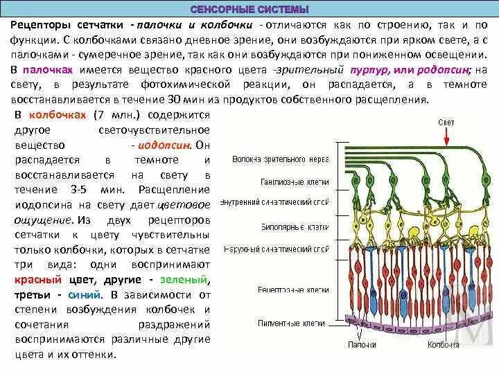 Зрительные рецепторы это. Строение колбочки сетчатки. Палочки и колбочки сетчатки строение. Колбочки и палочки глаза функции и строение. Зрительный анализатор палочки и колбочки.