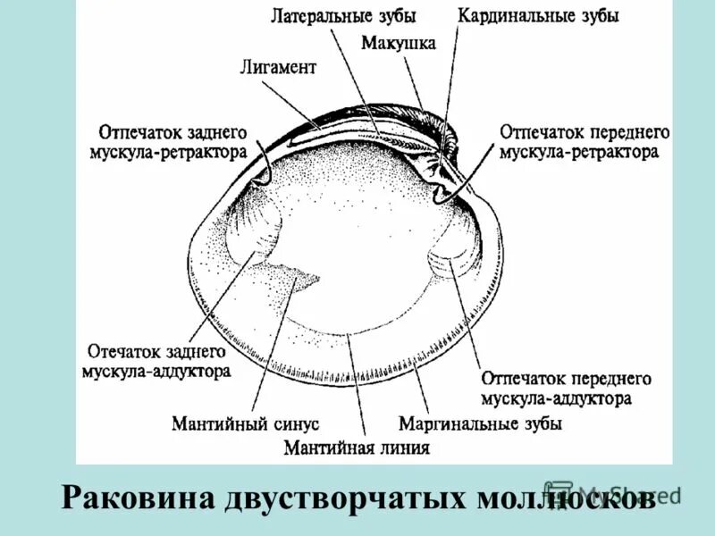 Строение раковины морского гребешка. Внешнее строение гребешка. Внешнее строение гребешка. Внешнее и внутреннее строение раковины морского гребешка. Внешнее строение гребешка.