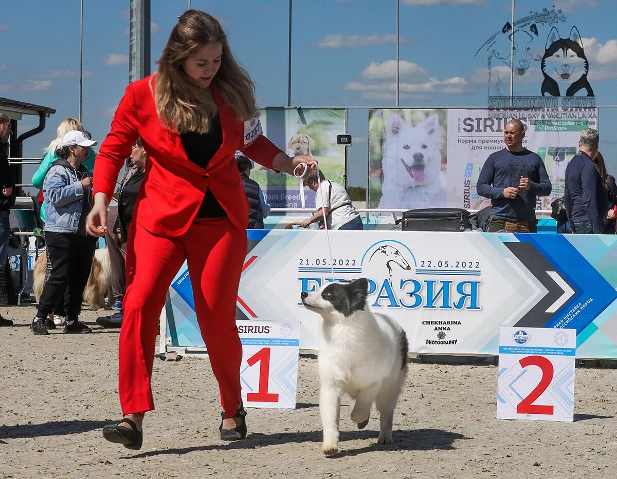 Выставка собак 2022. Выставка собак Евразия. На выставке собак. Выставки собак 2022. Выставка собак Россия 2022.