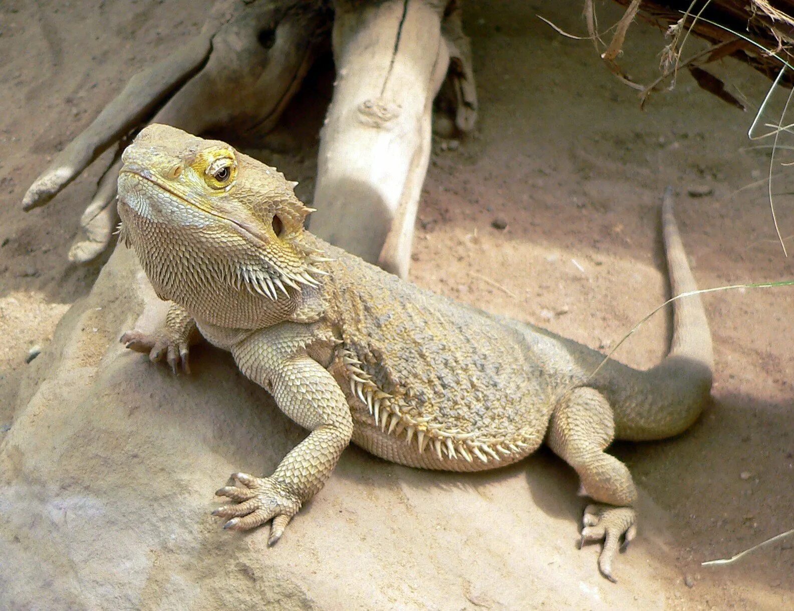 Ящерица бородатая агама. Бородатая агама дракон. Pogona vitticeps бородатая агама. Ящерица дракон агама.