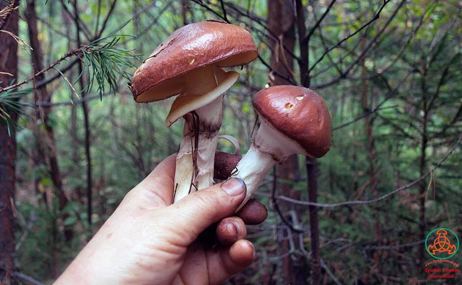 руки от маслят