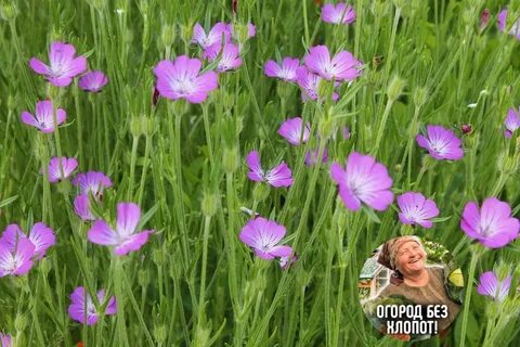 Куколь обыкновенный