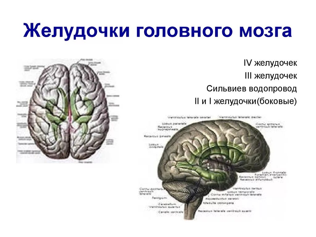Желудочки головного мозга анатомия и функции. Головной мозг СИЛЬВИЕВ водопровод. 3 И 4 желудочки головного мозга. 1 Желудочек головного мозга. Правый желудочек головного