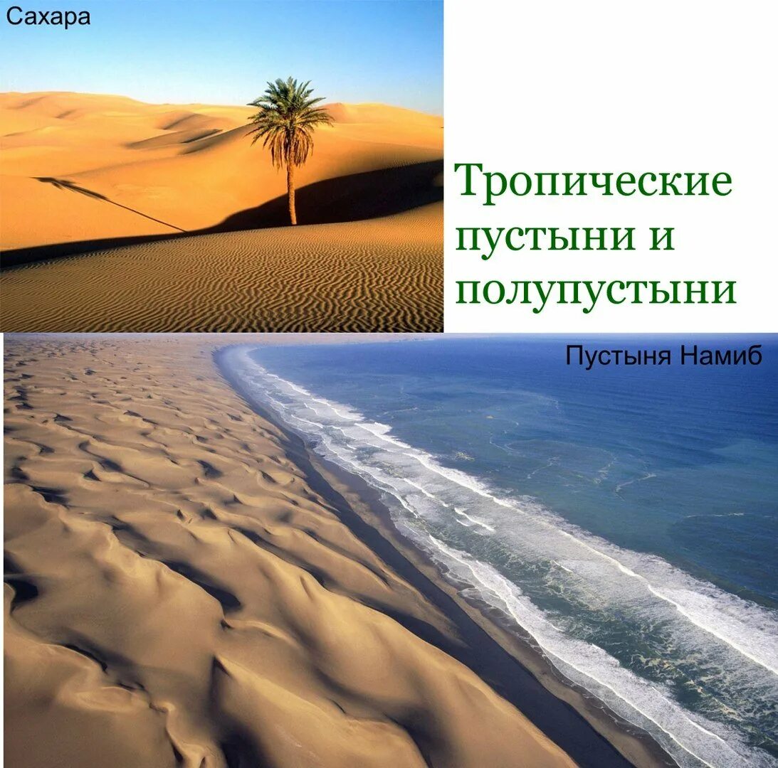 Пустыни и полупустыни климат. Тропические пустыни и полупустыни климат. Тропические пустыни Африки климат. Полупустыни и пустыни климат растения. Климатические особенности природной зоны пустыни