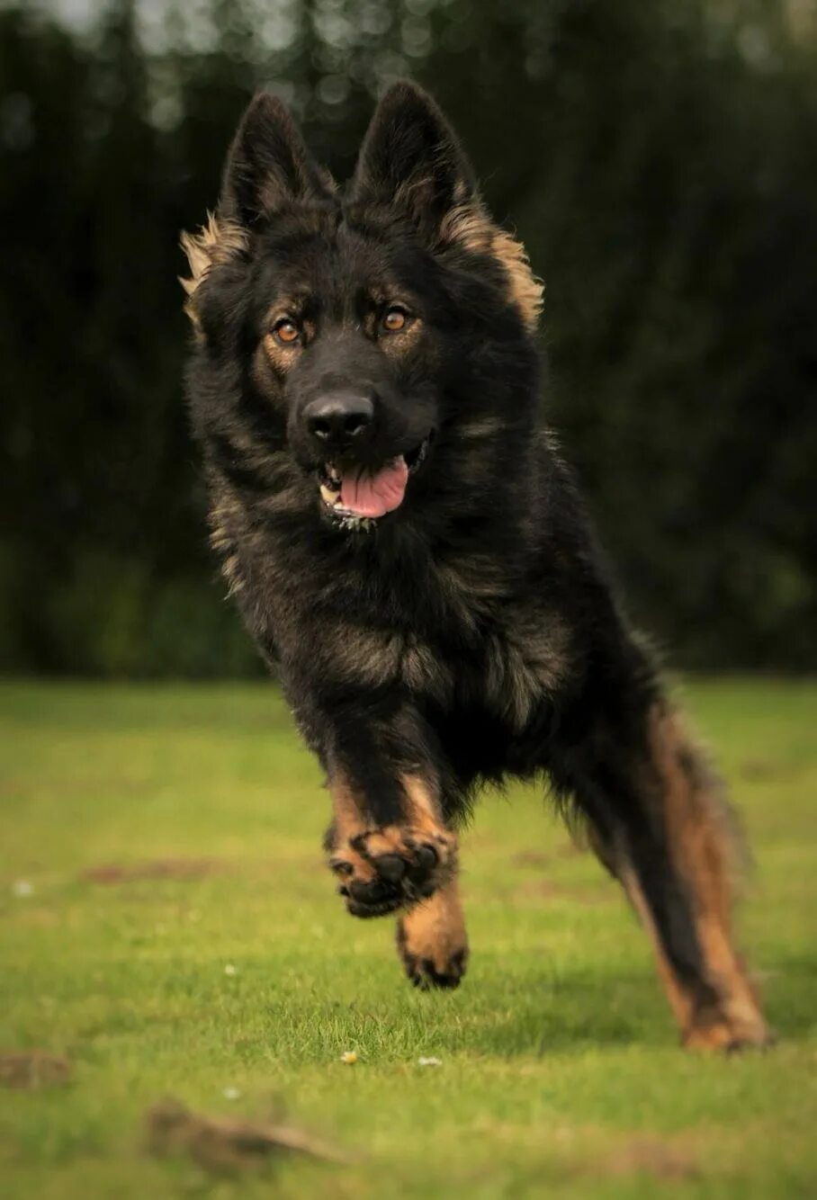 Pin by Vanessa Carvell on German shepherds German shepherd photography, German s