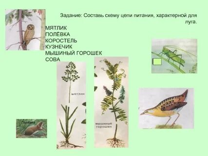 Схема цепи питания лугов