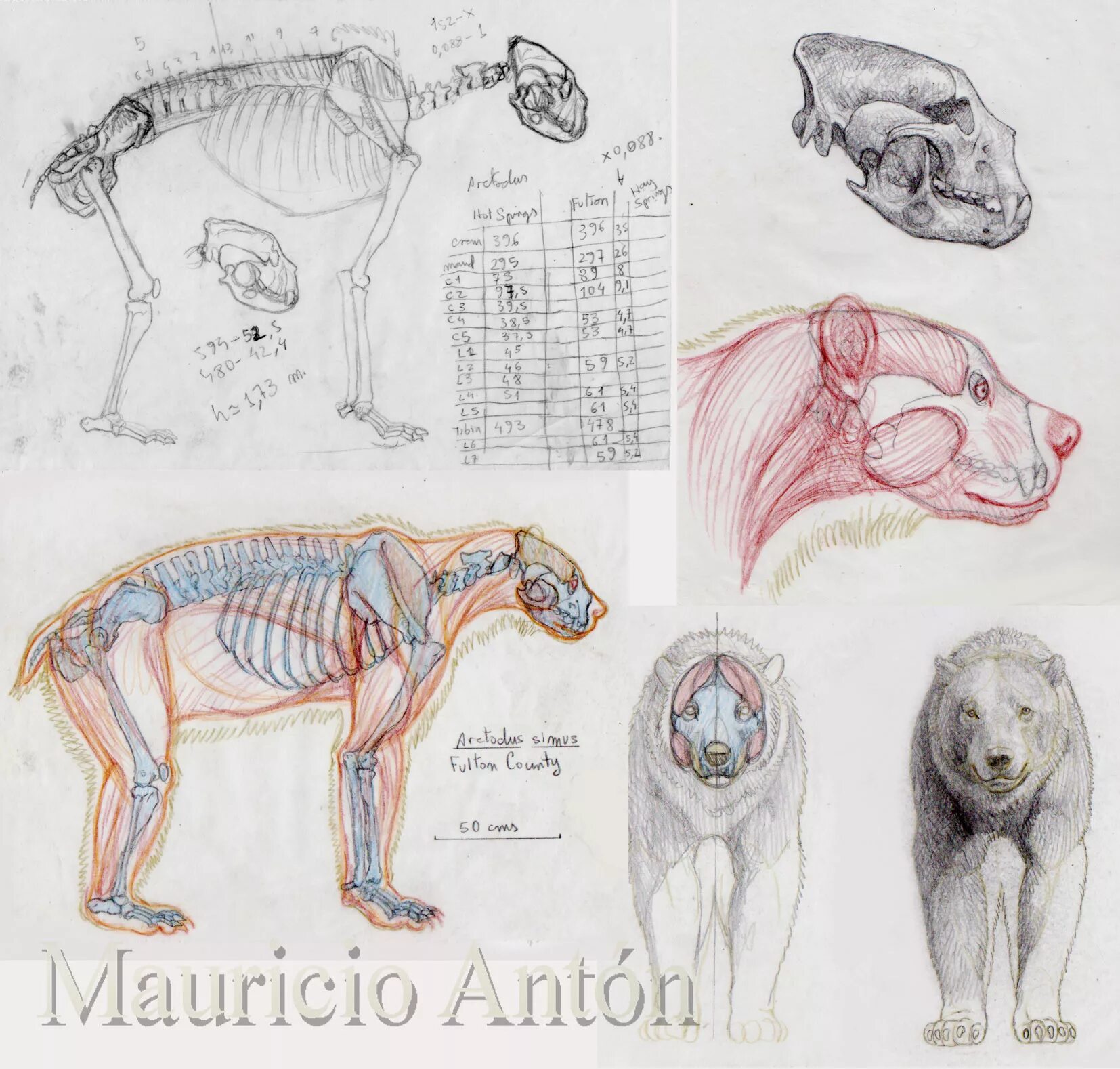 Особенности внутреннего строения медведя. Анатомия медведя. Строение медведя анатомия. Белый медведь анатомия. Анатомия животных для художников.