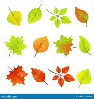 Isolated Autumn Leaves stock vector. Illustration of floral - 26768078