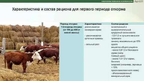 Зерновой откорм