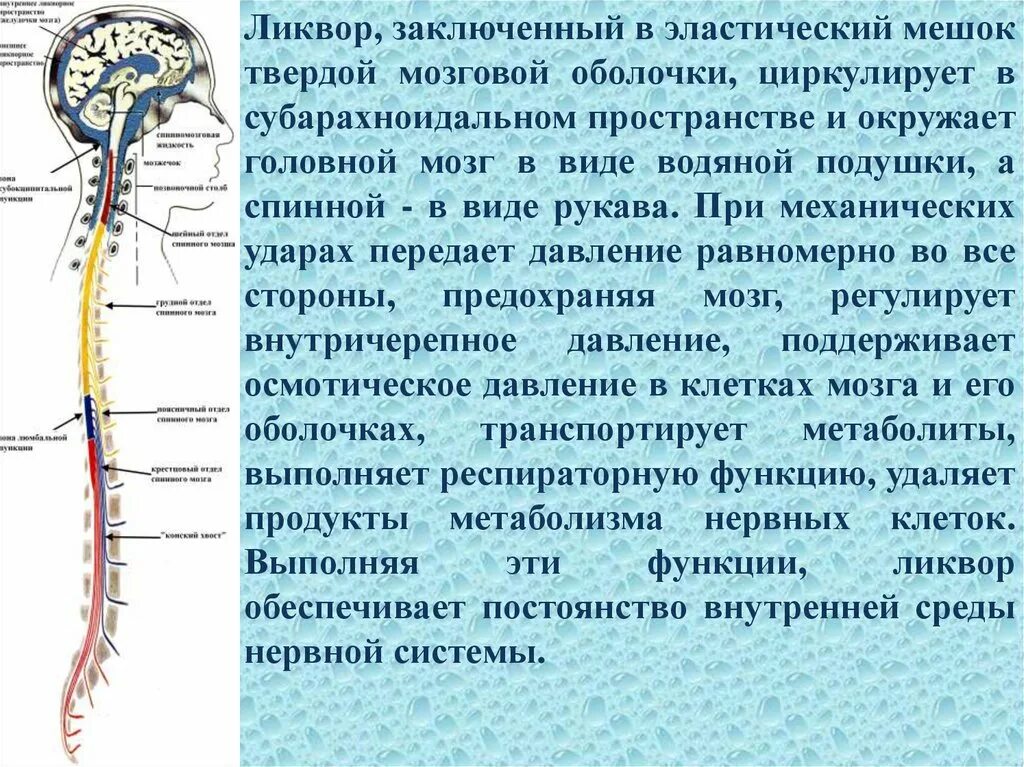 Какое значение имеет спинномозговая жидкость. Давление спинномозговой жидкости. субокципитальная область. структуры секретирующие спинномозговую жидкость.
