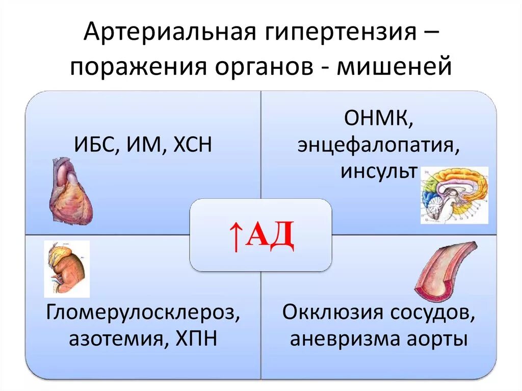 Органы мишени при гипертонической болезни 2 степени. Органы мишени при артериальной гипертонии. Поражение органов мишеней. Поражение органов мишеней при гипертонической болезни. Органы мишени при артериальной