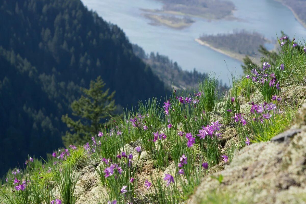 Цветение маральника, багульника. Рододендрон ледебура маральник. Вереск алтай. Рододендрон даурский маральник. Горный чабрец.