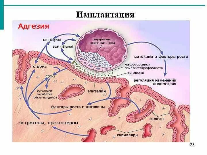 Эмбриология гистология. Схема процесса оплодотворения имплантации. стадии имплантации эмбриона. оплодотворённая яйцеклетка человека гистология.