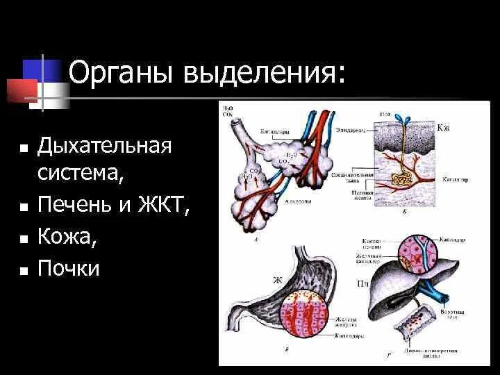 Выделительная функция кожи связана с. Система органов выделения и кожа. Кожа выделительная система.