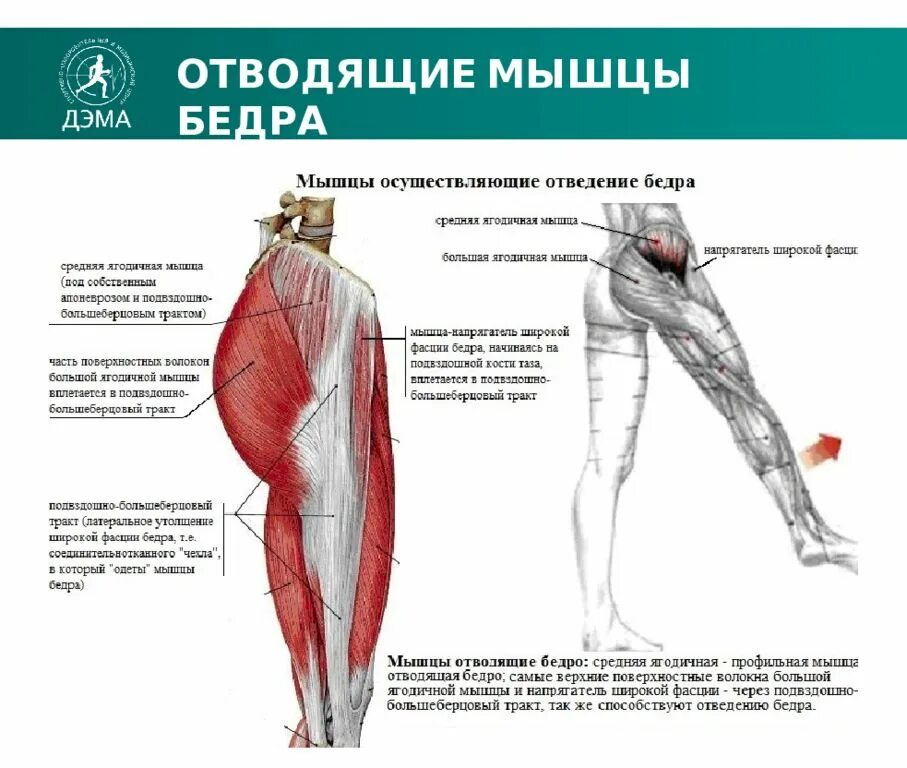 Функции приводящих мышц. Мышцы бедра передняя поверхность анатомия. Мышцы, обеспечивающие отведение бедра:. Большая ягодичная мышца анатомия. Анатомия большой ягодичной мышцы.