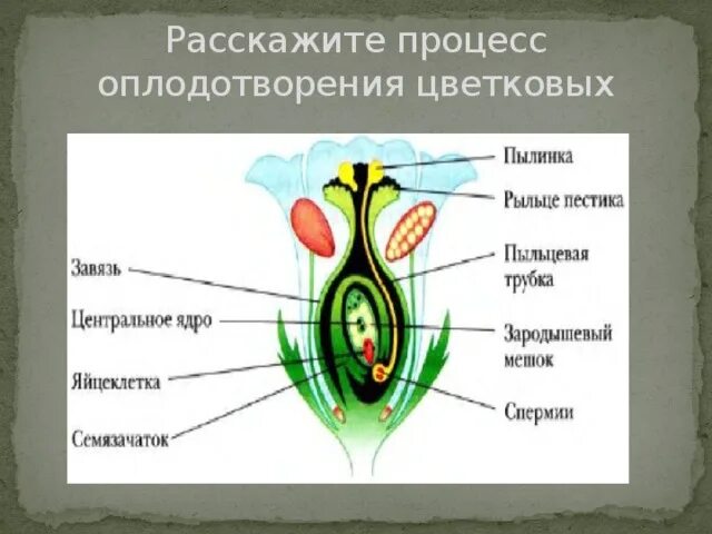 Какой процесс называют оплодотворением 6 класс. Рисунок двойного оплодотворения у цветковых растений. Схема оплодотворения у цветковых растений. Схема двойного оплодотворения у цветковых растений 6. Строение цветка двойное оплодотворение.