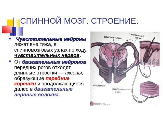 Спинномозговой чувствительный узел