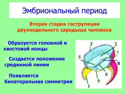 Гаструляция зародыша человека