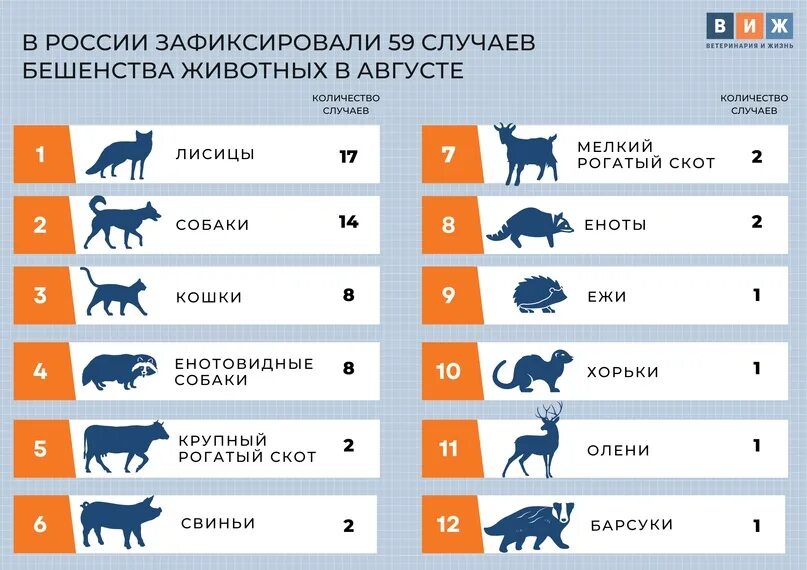 Сколько зараженных животных. Процент заражения бешенством. процент зараженных бешенством животных.