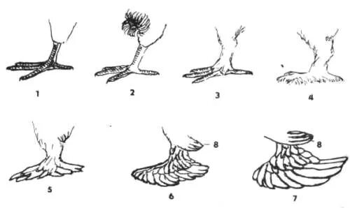 Строение лапы голубя. Лапка голубя