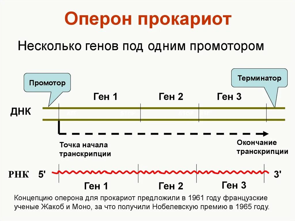 Строение генов эукариот. Структура гена оперон. структура гена промотор. строение оперона прокариот. структурные гены оперона.