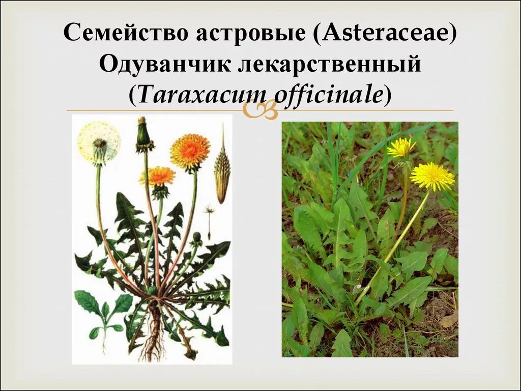 Семейство Астровые. Одуванчик лекарственный. Лекарственные семейства Сложноцветные (Астровые). Сложноцветные одуванчик. Одуванчик полевой семейство сложноцветных. Одуванчик лекарственный род