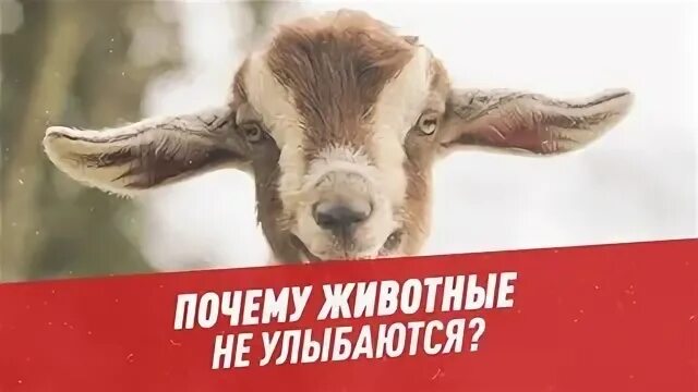 Почему животные полезны