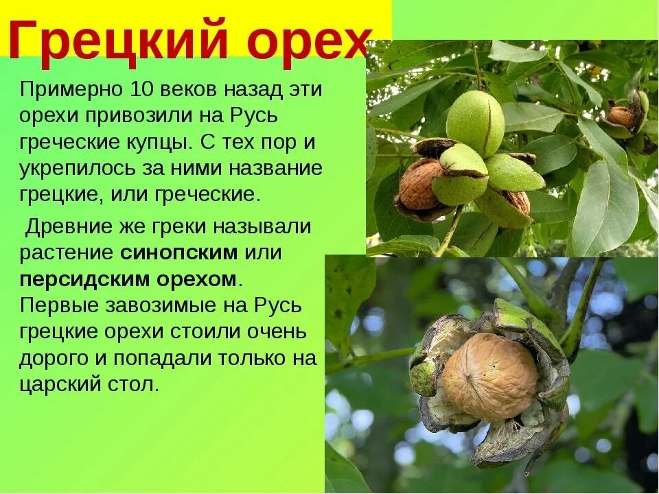Сколько растет орех. Грецкий орех растение. Как растет грецкий орех. Плоды грецкого ореха на дереве. Где растут грецкие орехи.
