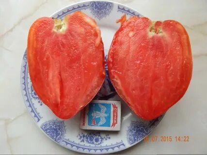 Сорт томата подсинское чудо