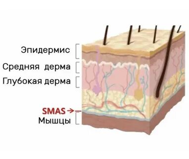 Смас слой